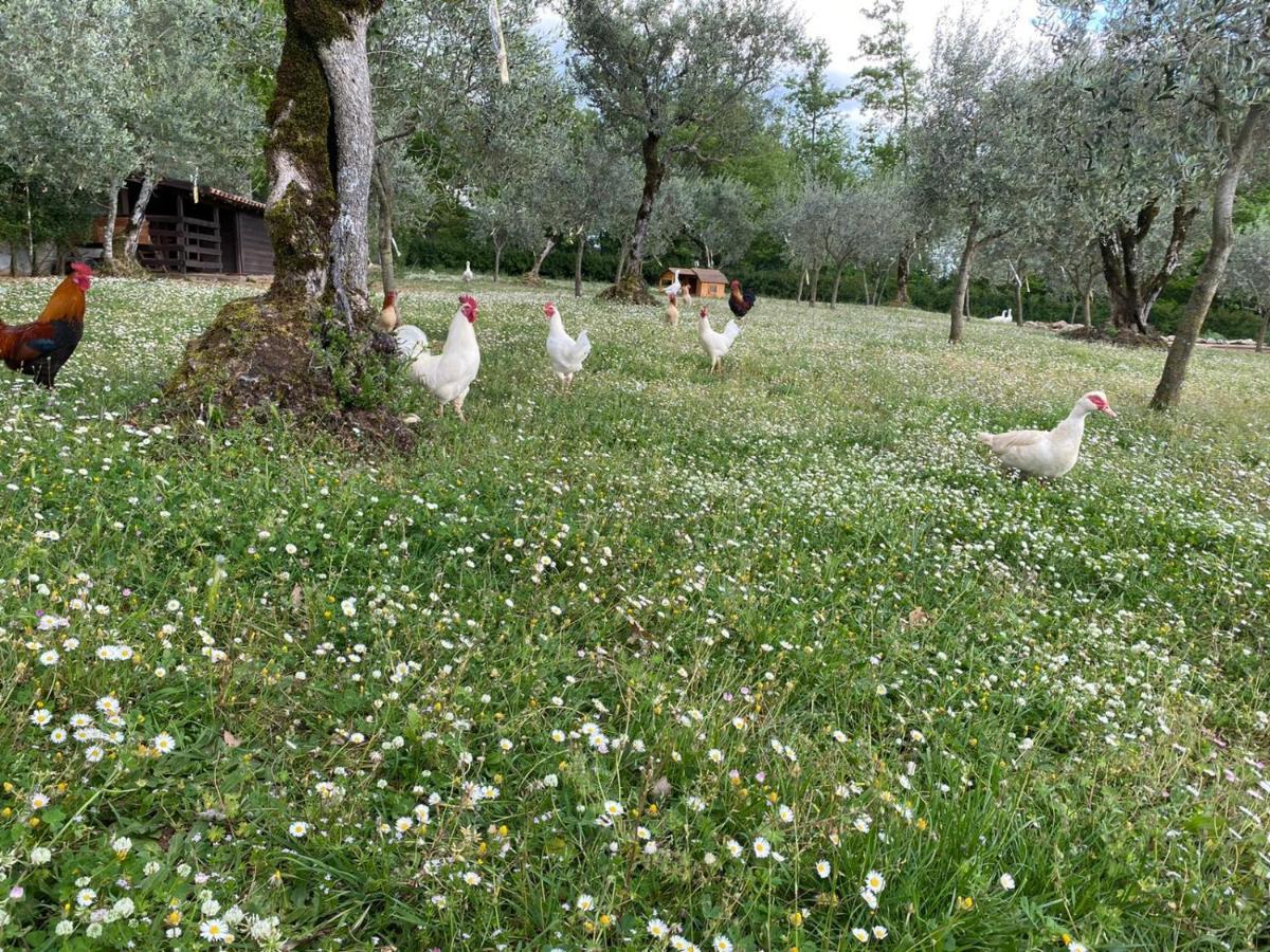 Agriturismo L'Ulivo Padula Ngoại thất bức ảnh